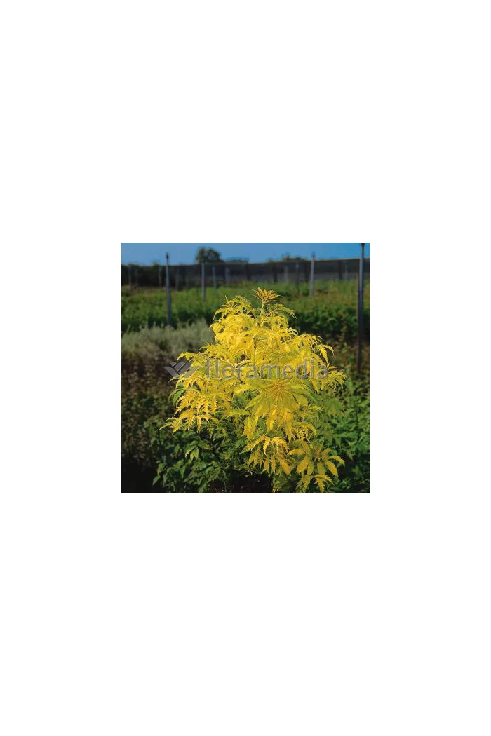 Bez koralowy 'Plumosa Aurea' | Sambucus racemosa