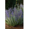 Perowskia łobodolistna 'Blue Steel' | Perovskia atriplicifolia