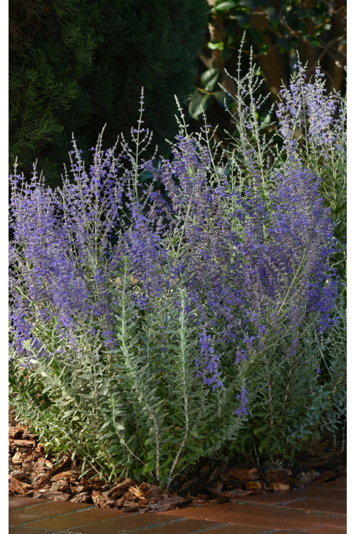 Perowskia łobodolistna 'Blue Steel' | Perovskia atriplicifolia