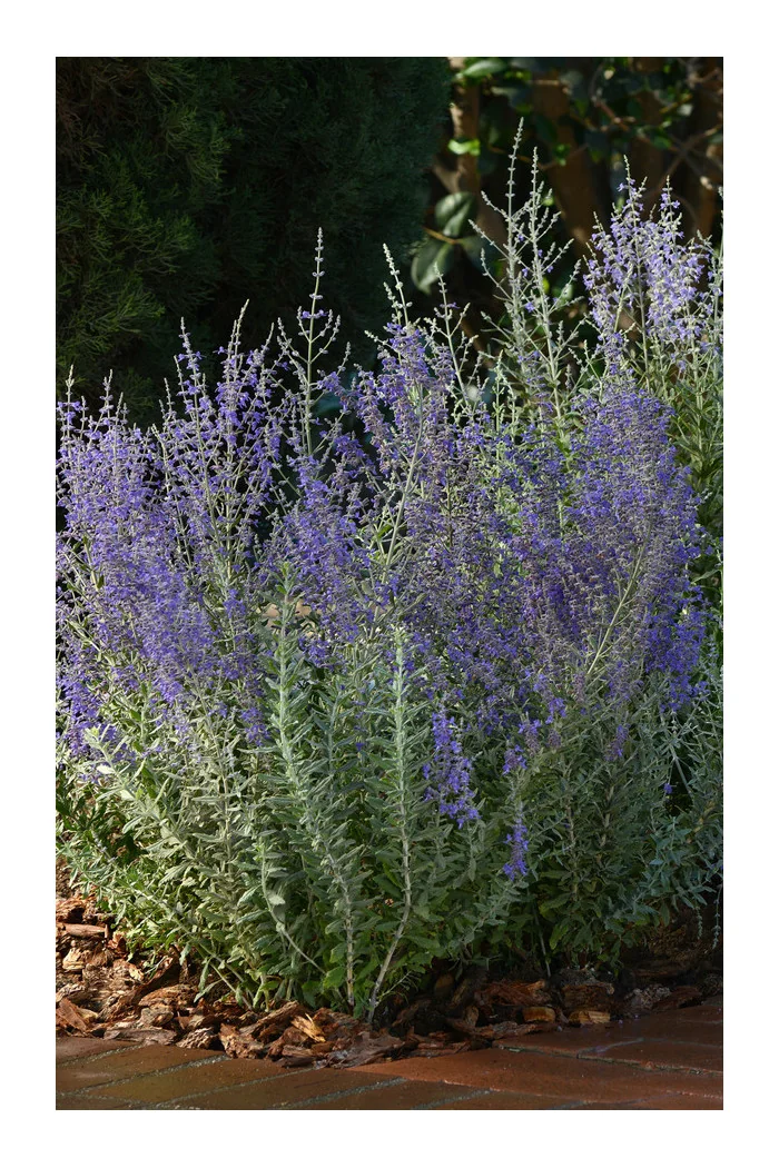 Perowskia łobodolistna 'Blue Steel' | Perovskia atriplicifolia
