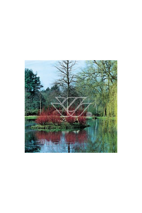 Dereń biały Cornus alba Sibirica