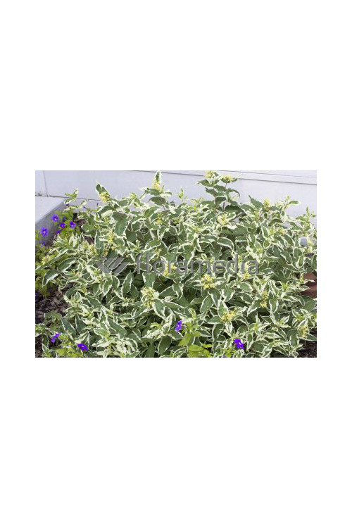 Zadrzewnia bezogonkowa 'Cool Splash' Diervilla sessilifolia