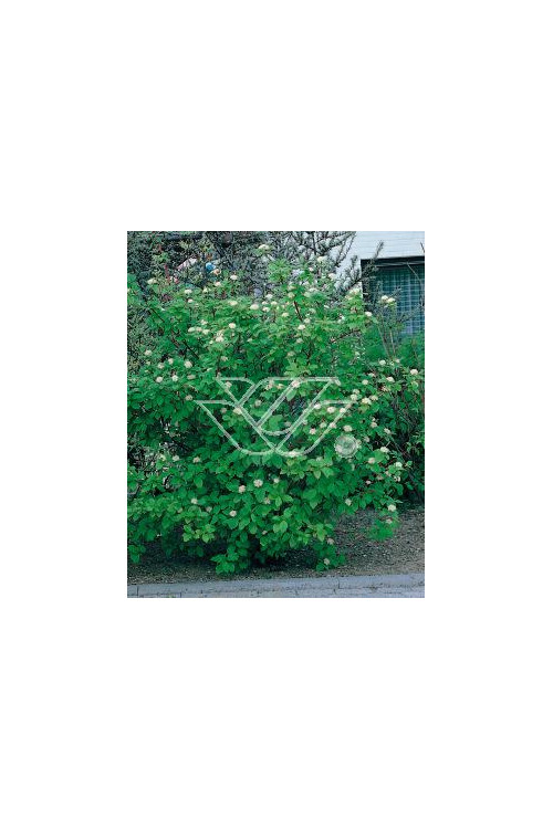 Dereń biały Cornus alba Sibirica