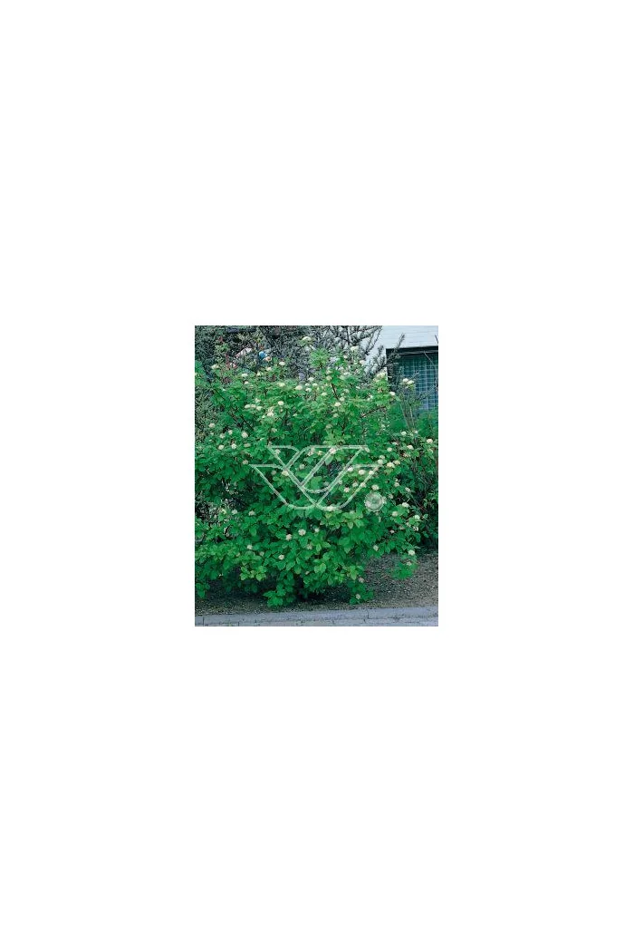 Dereń biały Cornus alba Sibirica