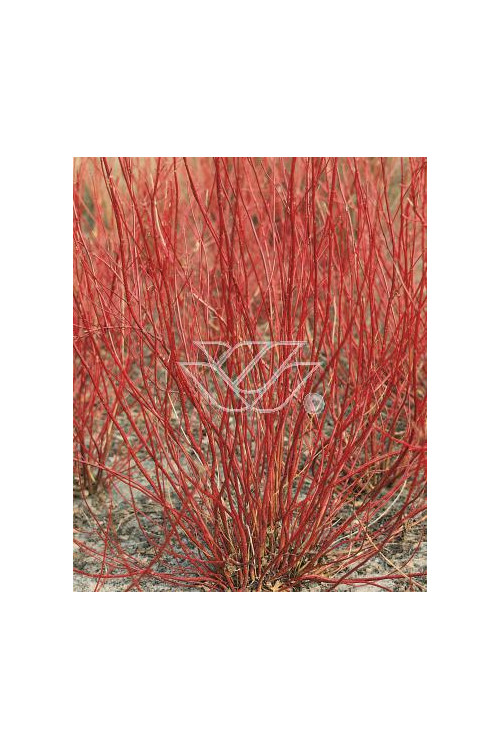 Dereń biały Cornus alba Sibirica