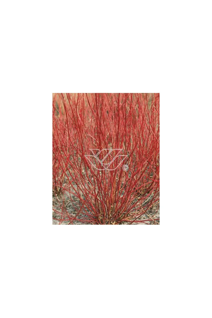 Dereń biały Cornus alba Sibirica