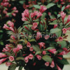 Krzewuszka cudowna 'Victoria' Weigela florida