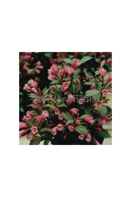Krzewuszka cudowna 'Victoria' Weigela florida