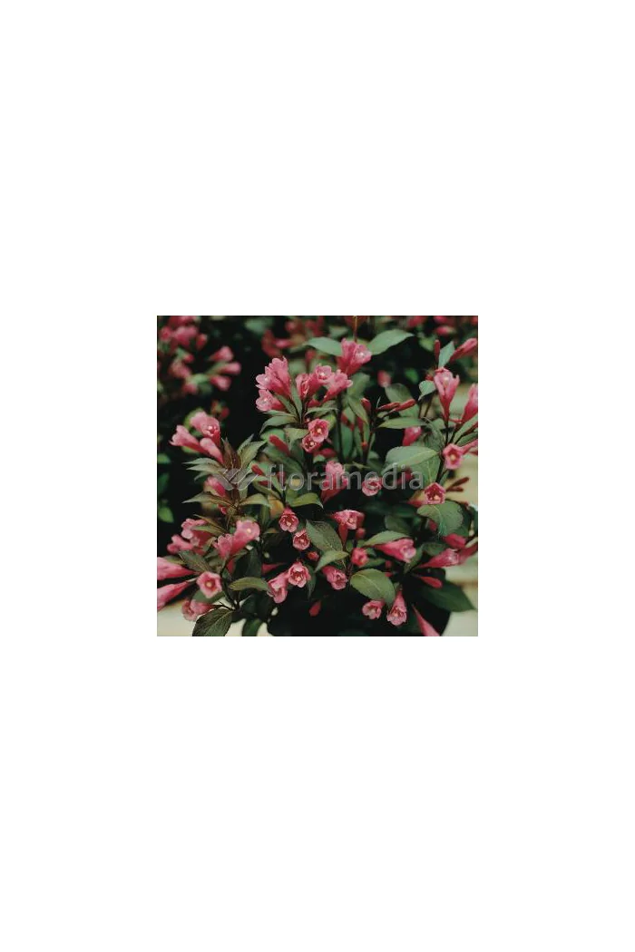 Krzewuszka cudowna 'Victoria' Weigela florida