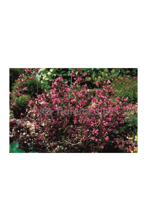 Krzewuszka cudowna 'Victoria' Weigela florida