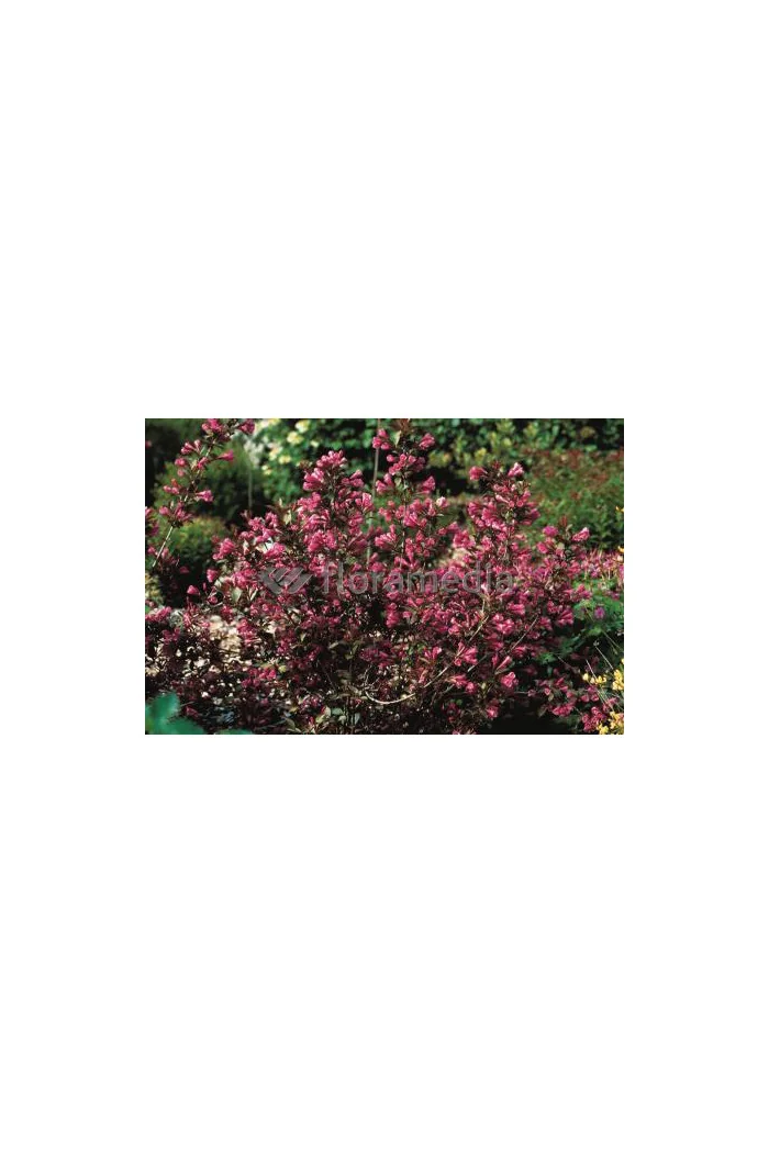 Krzewuszka cudowna 'Victoria' Weigela florida