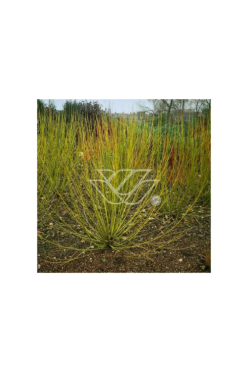 Dereń rozłogowy 'Flaviramea' Cornus stolonifera