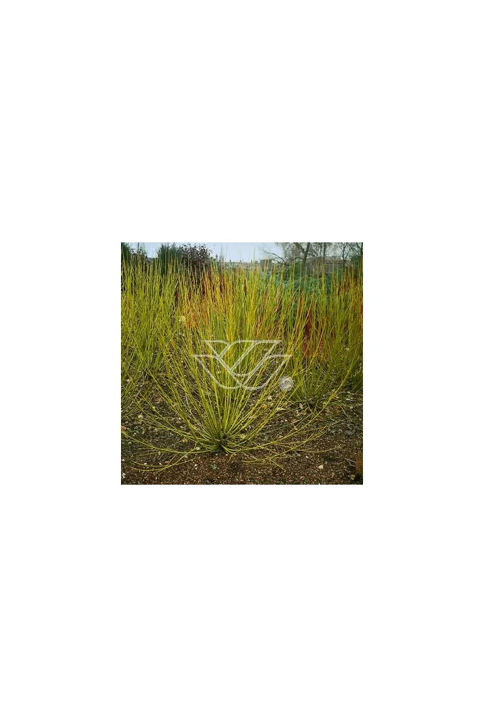 Dereń rozłogowy 'Flaviramea' Cornus stolonifera