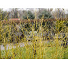 Dereń rozłogowy 'Flaviramea' Cornus stolonifera