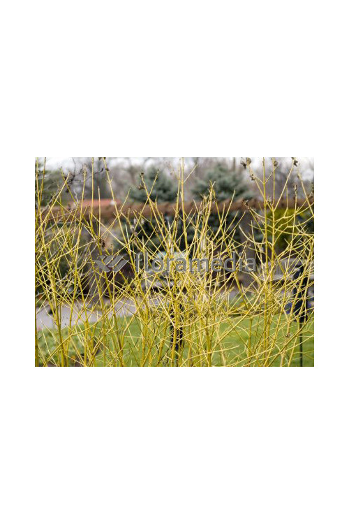 Dereń rozłogowy 'Flaviramea' Cornus stolonifera