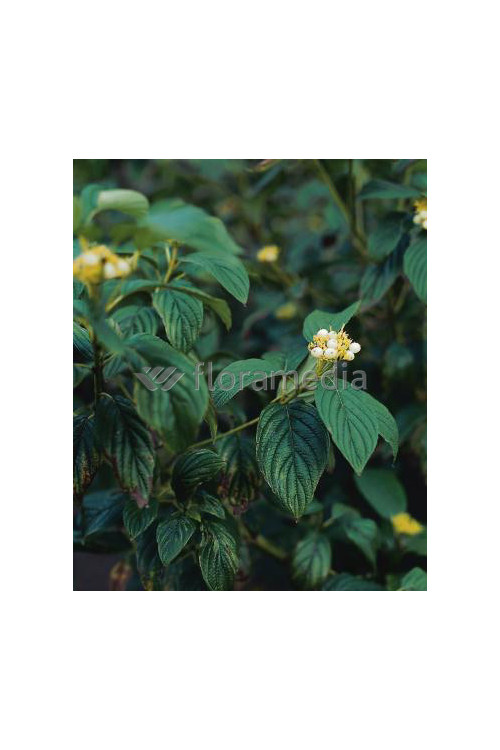 Dereń rozłogowy 'Flaviramea' Cornus stolonifera