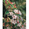 Krzewuszka cudowna 'Splendid' Weigela florida