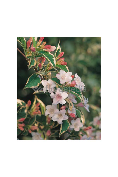 Krzewuszka cudowna 'Splendid' Weigela florida