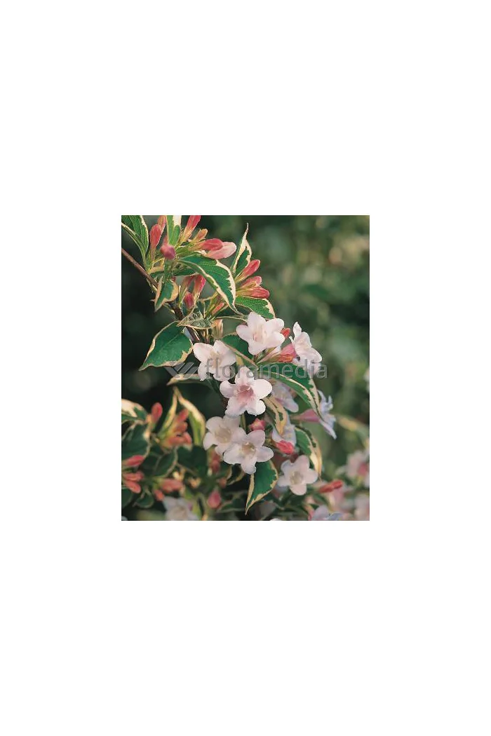 Krzewuszka cudowna 'Splendid' Weigela florida