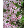 Krzewuszka cudowna 'Splendid' Weigela florida