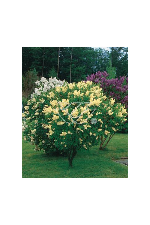 Lilak żółty 'Primrose' Syringa vulgaris