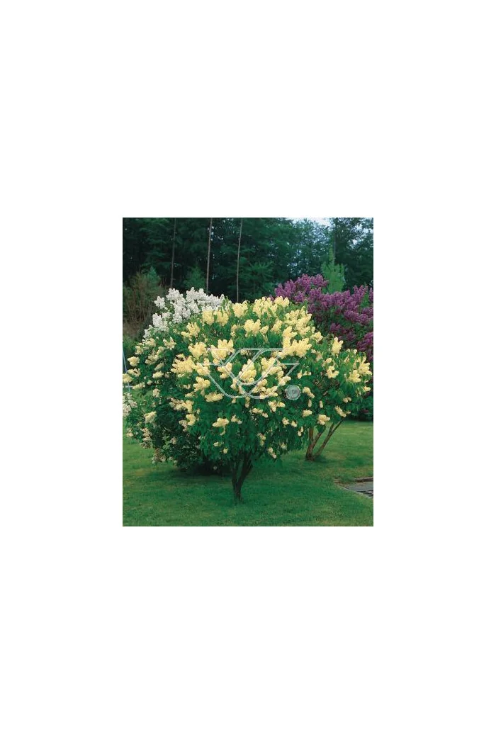 Lilak żółty 'Primrose' Syringa vulgaris