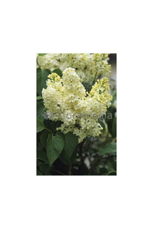 Lilak żółty 'Primrose' Syringa vulgaris