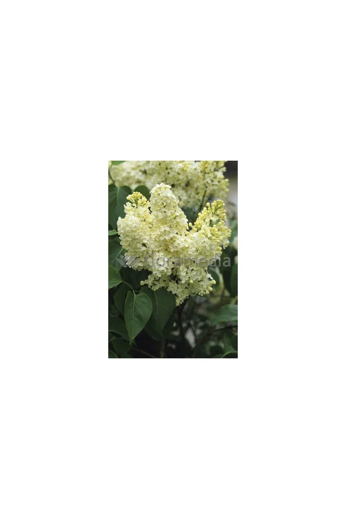 Lilak żółty 'Primrose' Syringa vulgaris