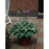 Funkia 'Blue Cadet' Hosta