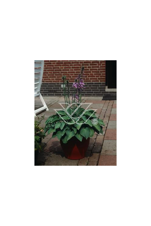 Funkia 'Blue Cadet' Hosta
