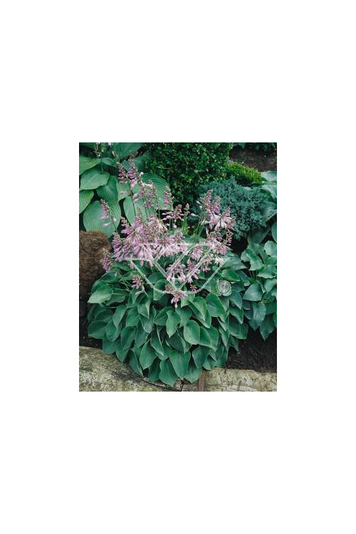 Funkia 'Blue Cadet' Hosta
