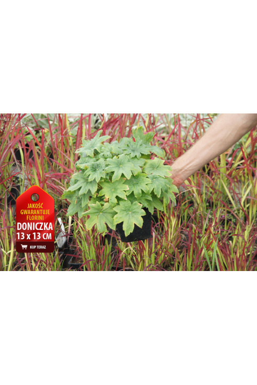 Peltoboykinia Peltoboykinia tellimoides