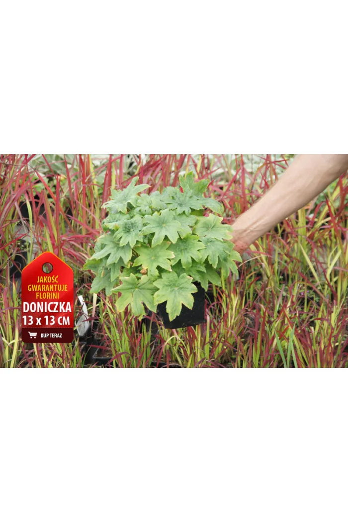 Peltoboykinia Peltoboykinia tellimoides