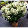 hortensja, hortensja bukietowa, hortensja Magical Candle, hydrangea, hydrangea paniculata