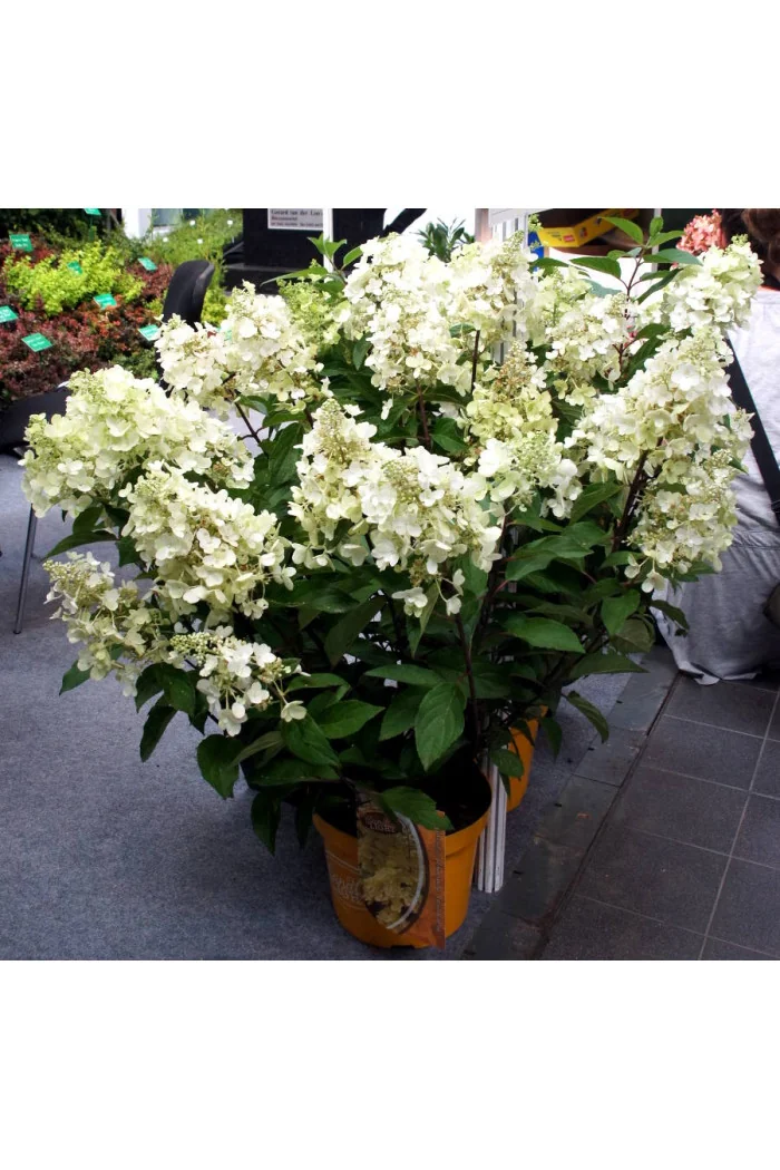 hortensja, hortensja bukietowa, hortensja Magical Candle, hydrangea, hydrangea paniculata