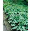 Funkia 'Krossa Regal' Hosta