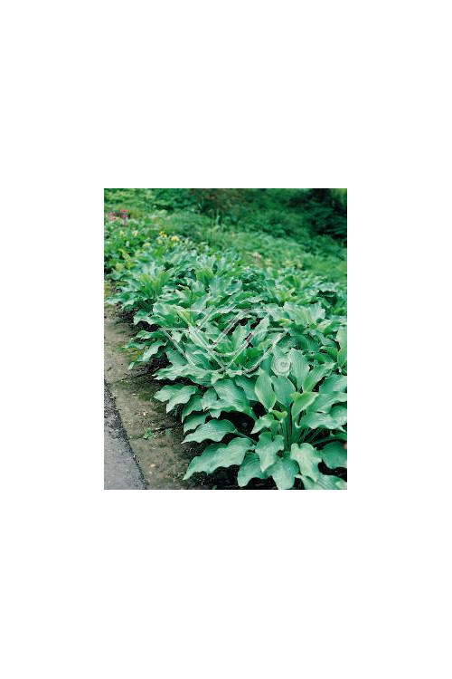 Funkia 'Krossa Regal' Hosta