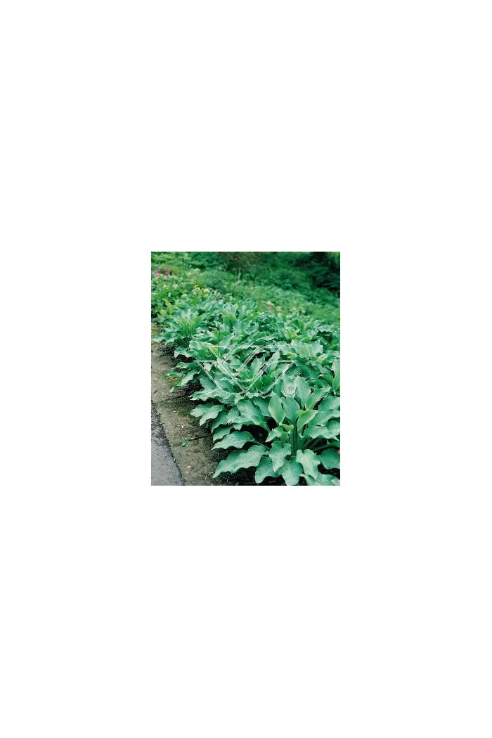 Funkia 'Krossa Regal' Hosta