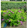 Budleja Dawida 'Moonshine' Buddleja dawidii