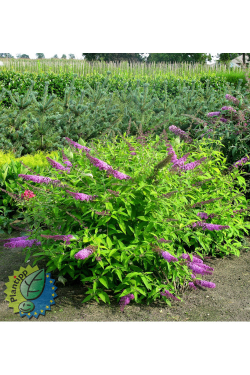 Budleja Dawida 'Moonshine' Buddleja dawidii