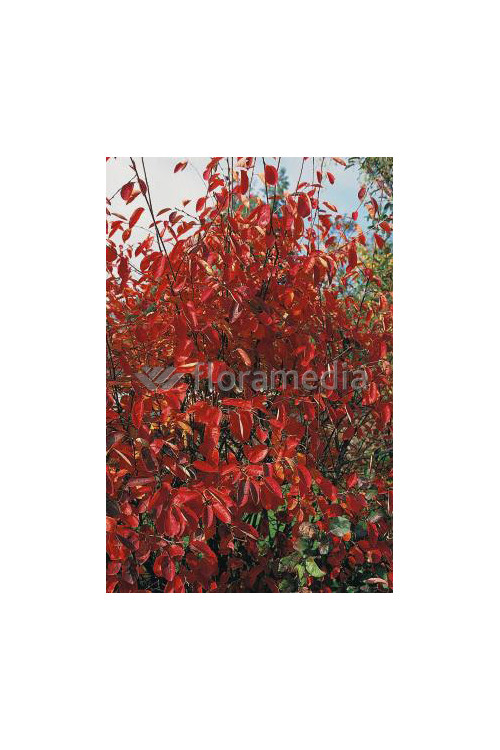 Świdośliwa 'Obelisk' | Amelanchier