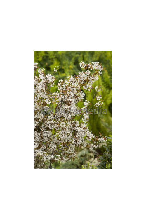 Świdośliwa 'Obelisk' | Amelanchier