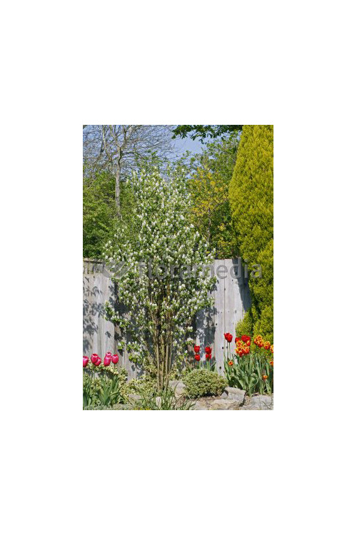 Świdośliwa 'Obelisk' | Amelanchier