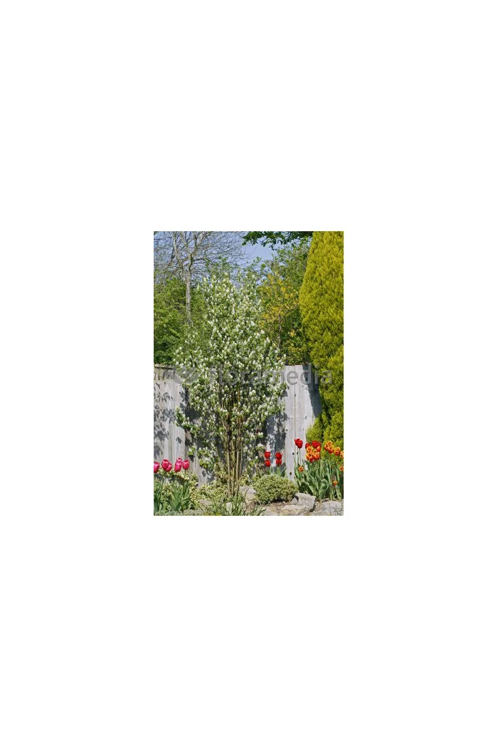 Świdośliwa 'Obelisk' | Amelanchier