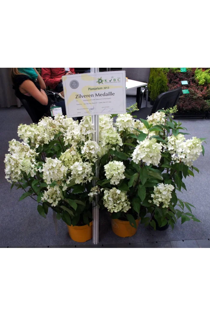 hortensja, hortensja bukietowa, hortensja Magical Candle, hydrangea, hydrangea paniculata