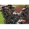 Bez czarny 'Black Tower' | Sambucus nigra