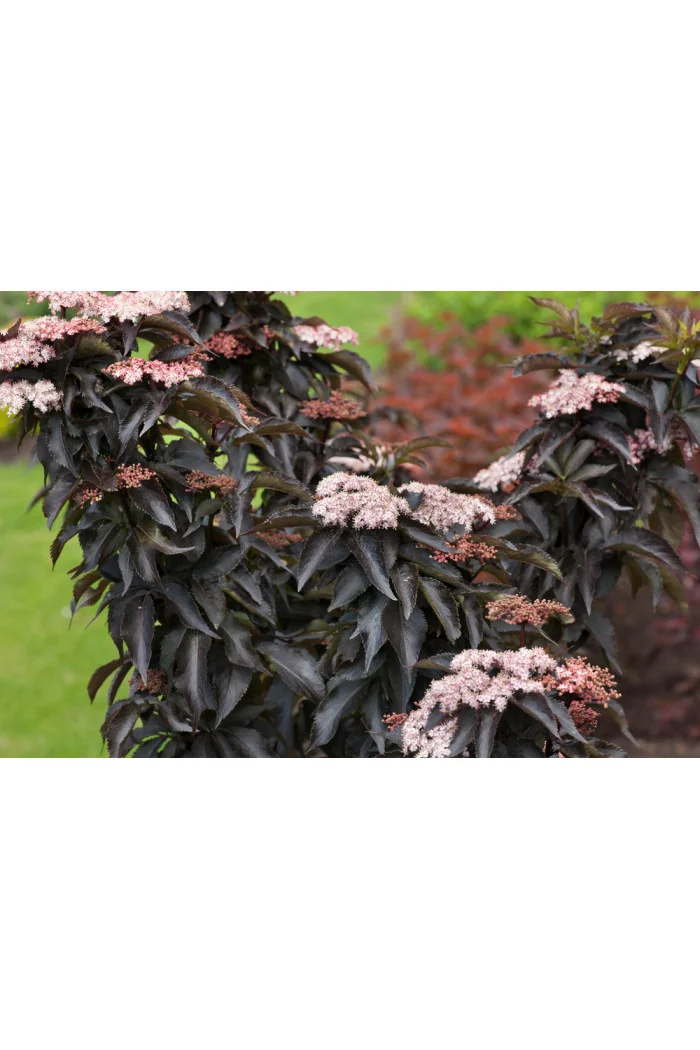 Bez czarny 'Black Tower' | Sambucus nigra