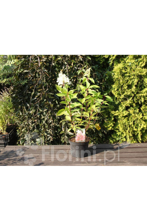 hortensja, hortensja bukietowa, hortensja Magical Candle, hydrangea, hydrangea paniculata