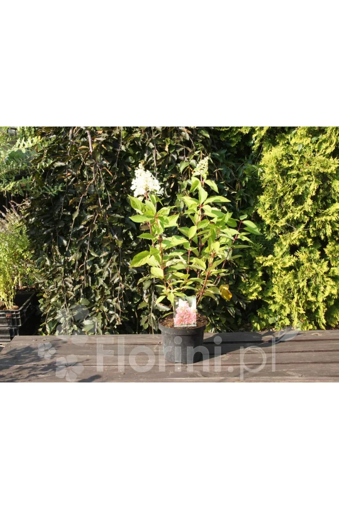 hortensja, hortensja bukietowa, hortensja Magical Candle, hydrangea, hydrangea paniculata