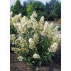 Hortensja bukietowa 'Levana' | Hydrangea paniculata